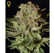 Semillas Super Bud